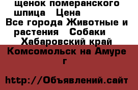 щенок померанского шпица › Цена ­ 45 000 - Все города Животные и растения » Собаки   . Хабаровский край,Комсомольск-на-Амуре г.